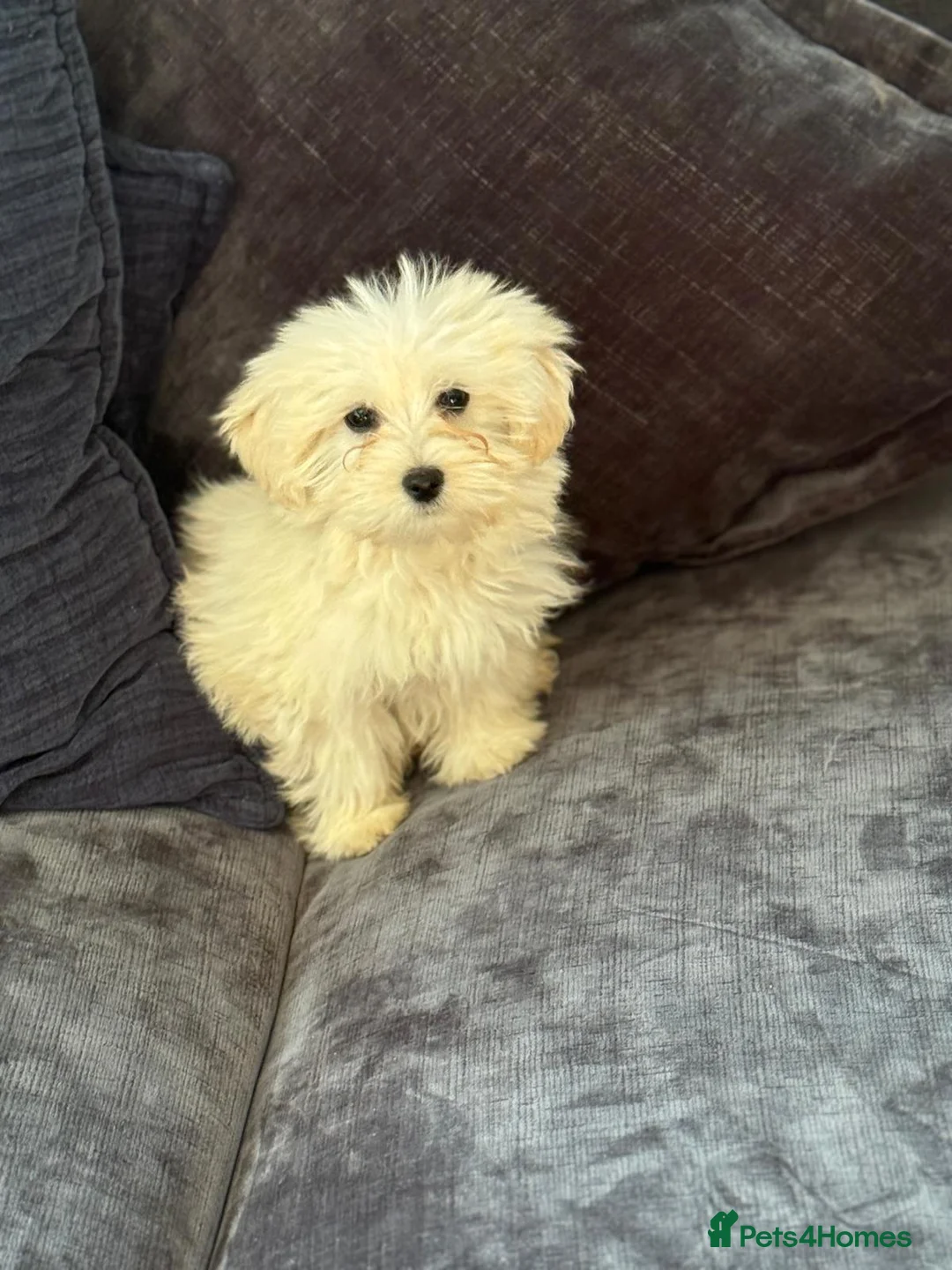 Mixed Breed dogs for sale: Cotonoodle pups ready now fully vaccinated  - Advert 2