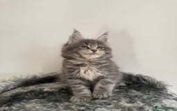 Maine Coon cats for stud: Marley available for stud duties!  - Image 9