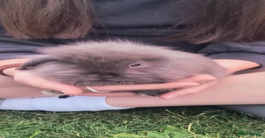 Mini Lion Lop rabbits - Advert 10