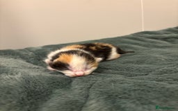 Mixed Breed cats for sale: 5 beautiful kittens - Image 3