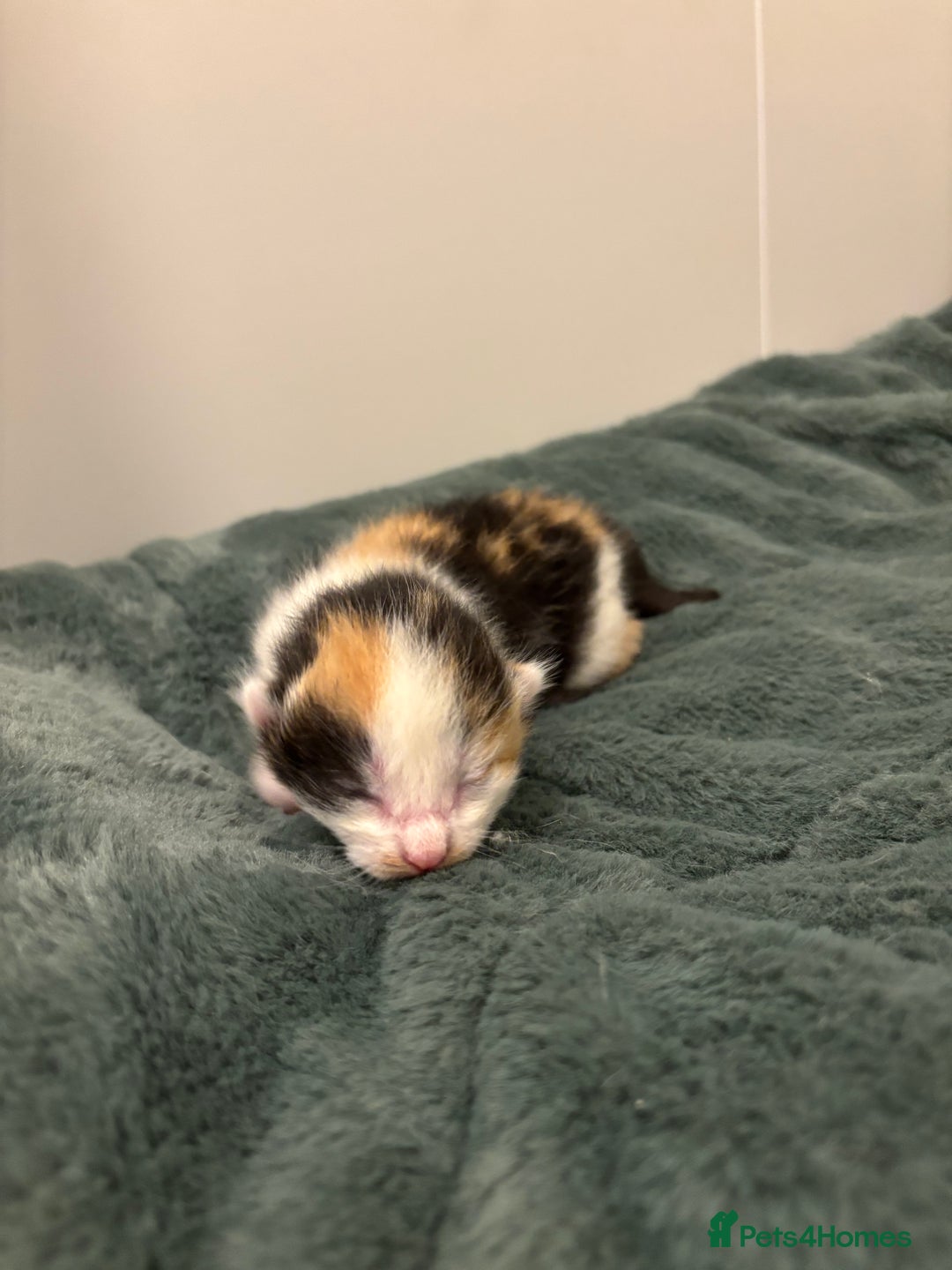 Mixed Breed cats for sale: 5 beautiful kittens - Image 3