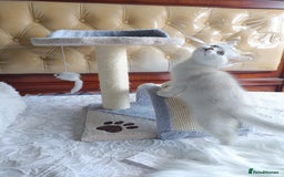 British Shorthair cats for sale: Scottish Fold and Straight kittens  - Image 20