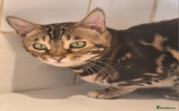 Bengal cats for sale: SBT Tica Bengal April retired April Choc Marble - Advert 3