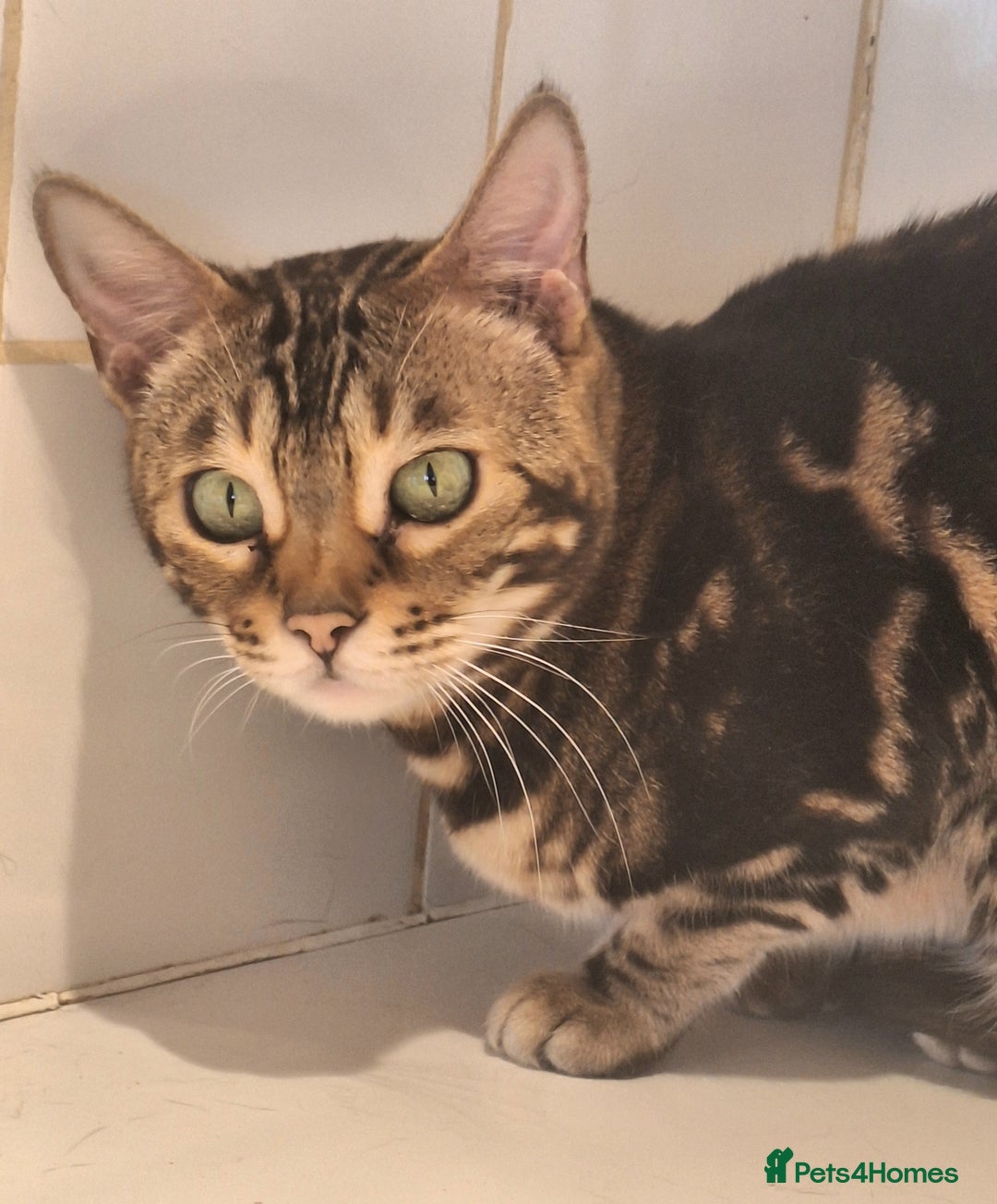 Bengal cats for sale: SBT Tica Bengal April retired April Choc Marble - Advert 3