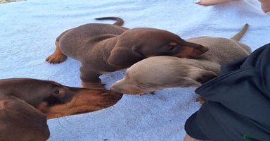 Miniature Dachshund dogs - Advert 5