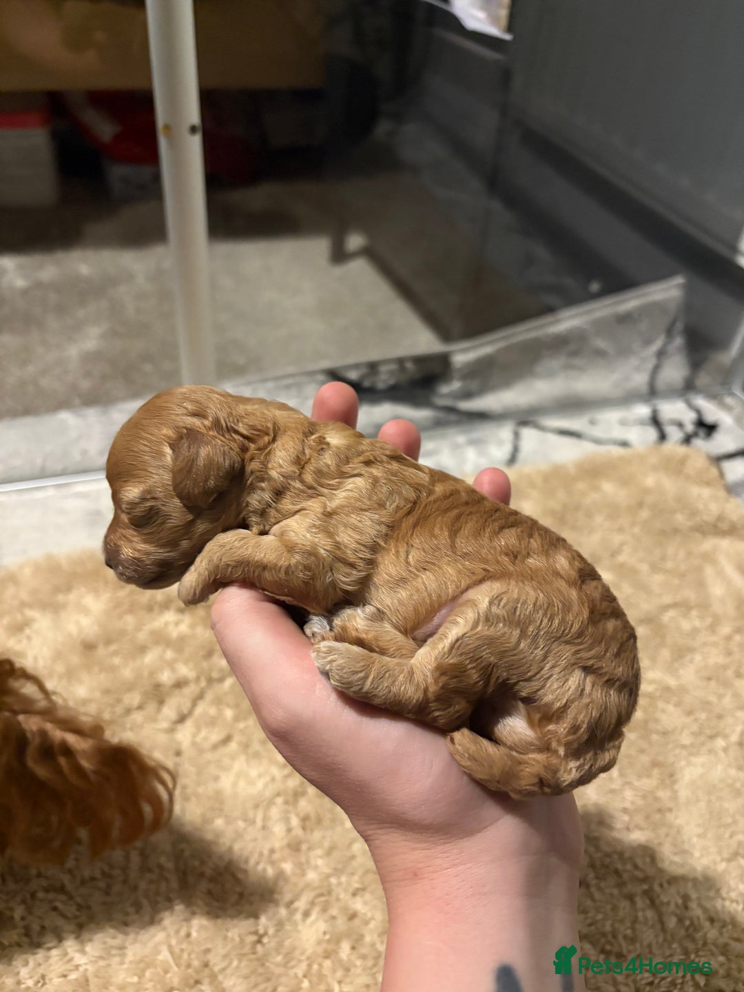 Toy Poodle dogs for sale: Tiny toy poodle for sale  - Image 4