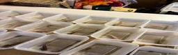 Axolotl reptiles for sale: Rescue Axolotls Looking For New Home  - Advert 5