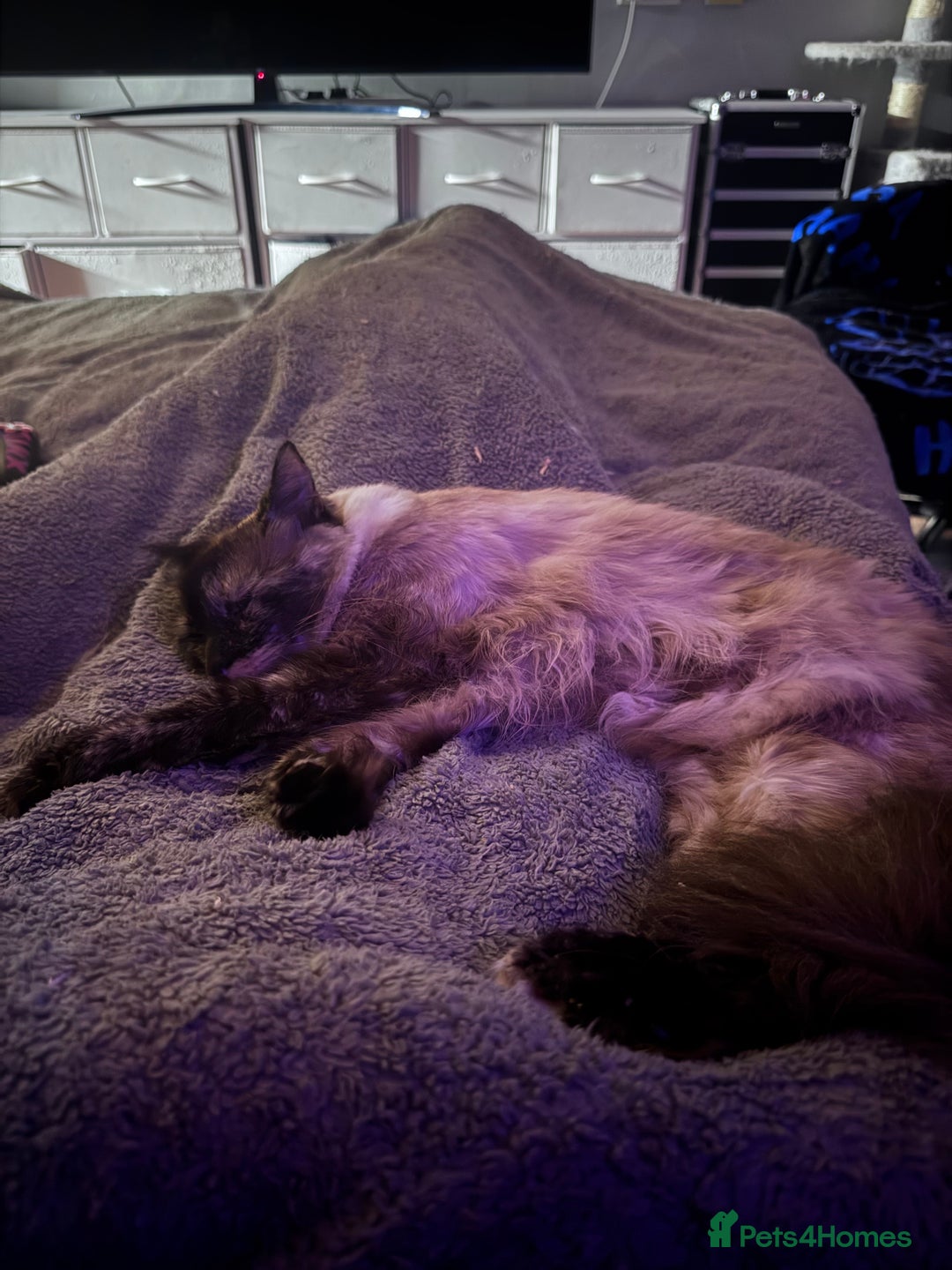 Domestic Shorthair cats for sale: Black Cat and A Torte Siamese RagDoll cat Female  - Advert 9