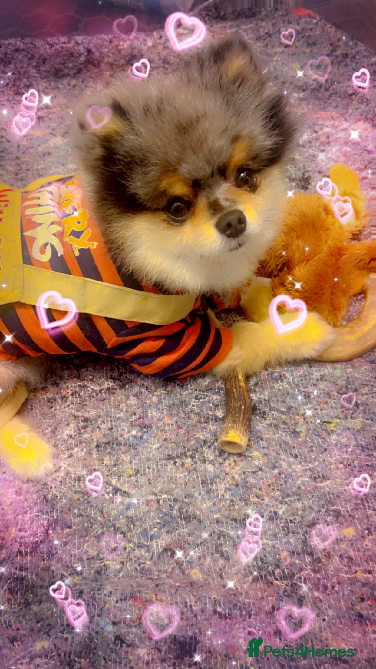 Pomeranian dogs 💙✨BLUE & Hazel Eyes 👀 EXPERIENCED POM STUDS🏆 in Bedford - Advert 18