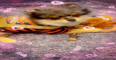 Pomeranian dogs in Bedford - Advert 2