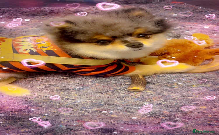 Pomeranian dogs in Bedford - Advert 19