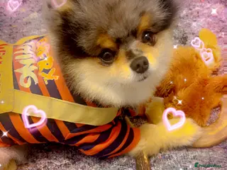 Pomeranian dogs 💙✨BLUE & Hazel Eyes 👀 EXPERIENCED POM STUDS🏆 in Bedford - Advert 18