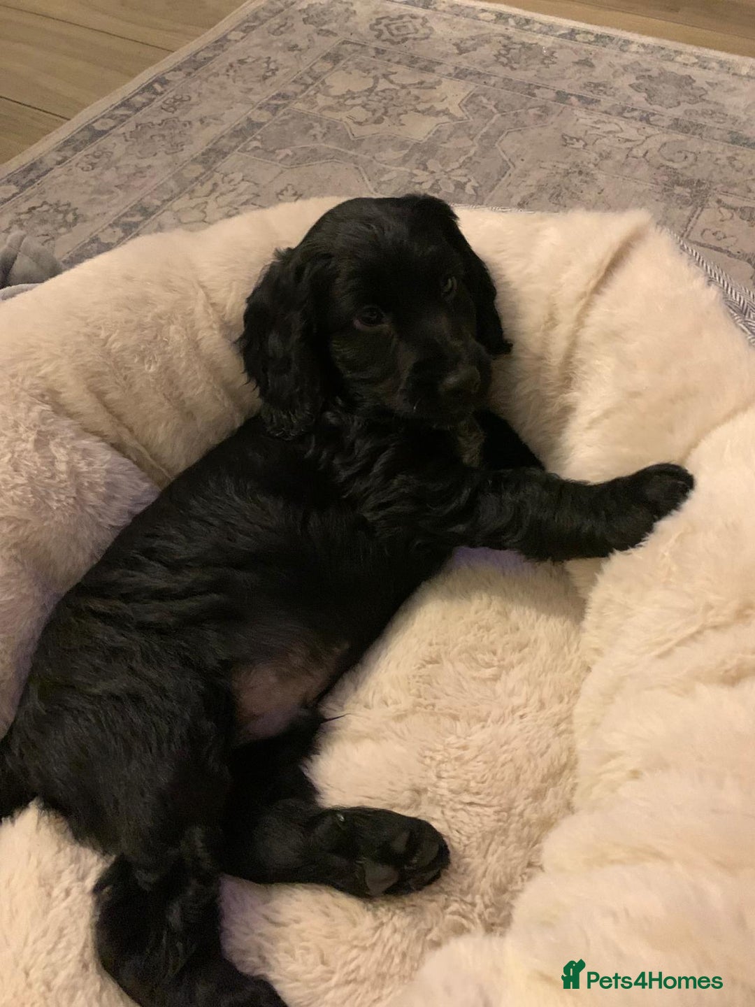 Cocker Spaniel dogs for sale: Last remaining male - Advert 3
