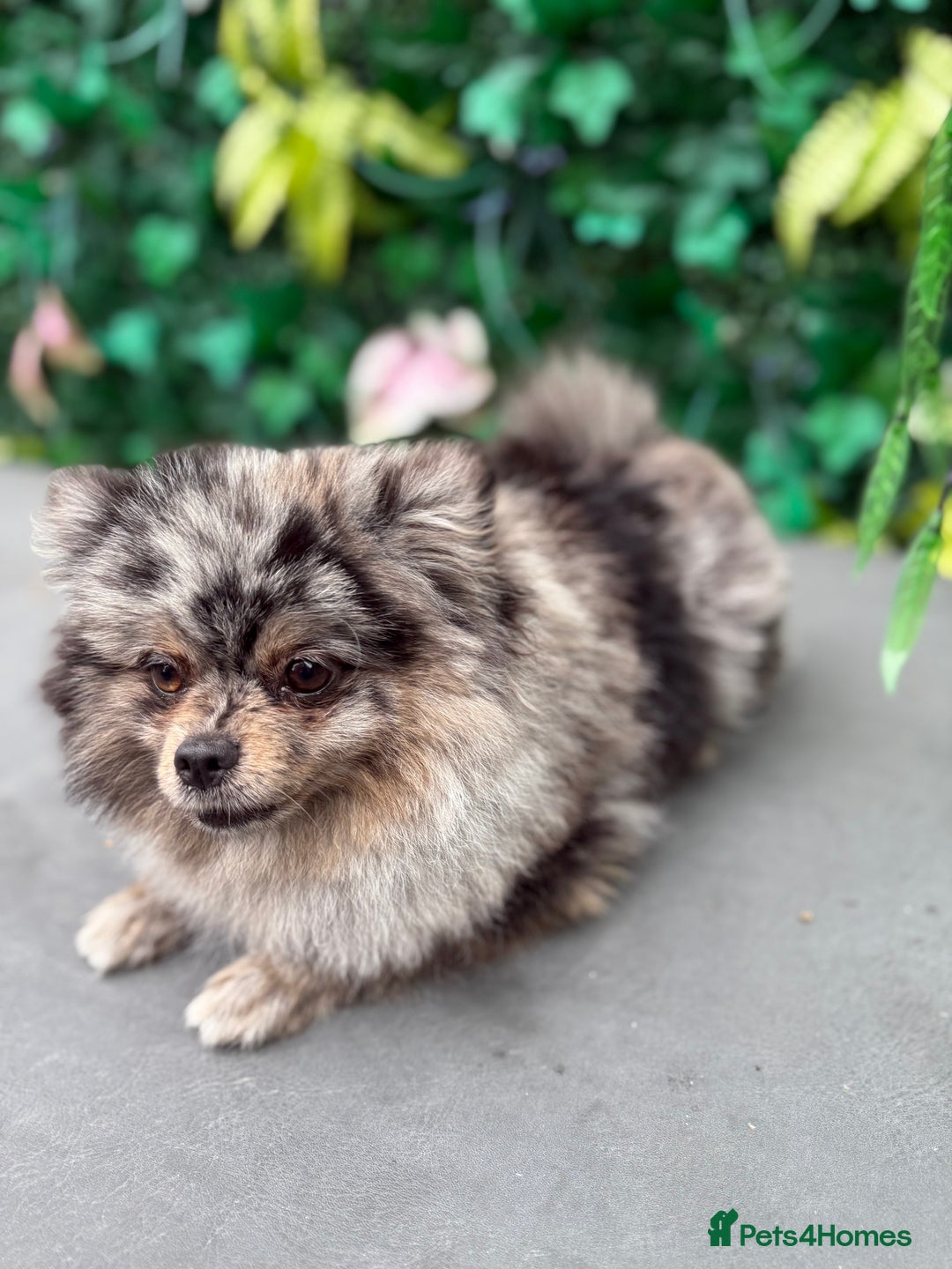 Pomeranian dogs for sale: Stunning Merle Pomeranian!  - Image 10