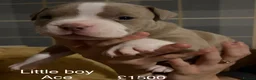 American Bully dogs for sale: Our Pocket Bully puppies  - Advert 7