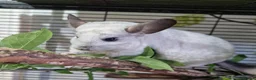 Chinchilla rodents for sale: Pair of tame male chinchillas - Advert 4
