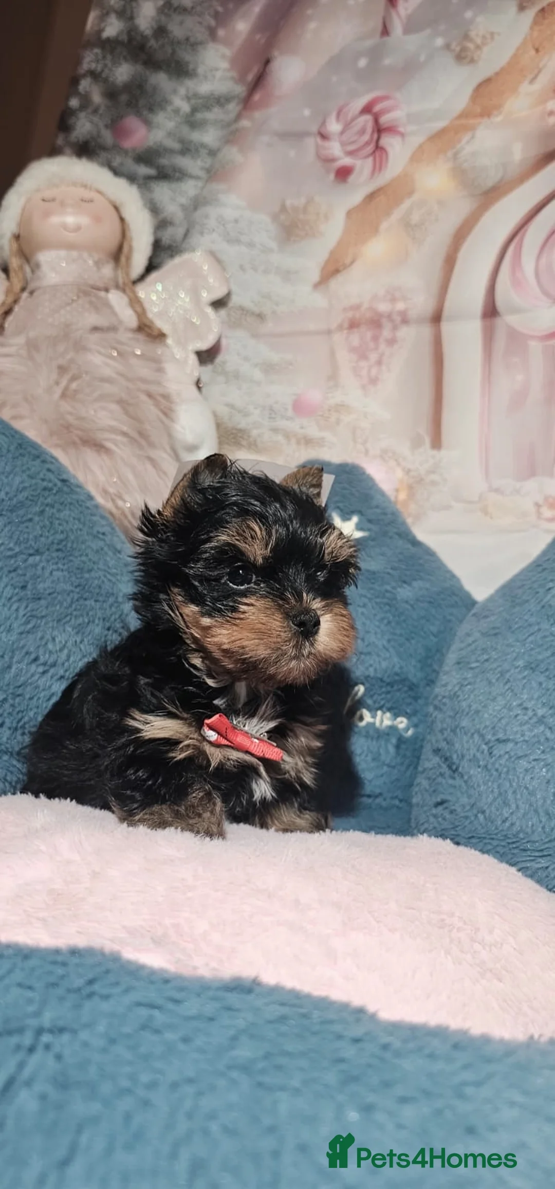 Yorkshire Terrier dogs for sale: Beautiful little Girl 💕Tiny Yorkshire Terrier  - Advert 33