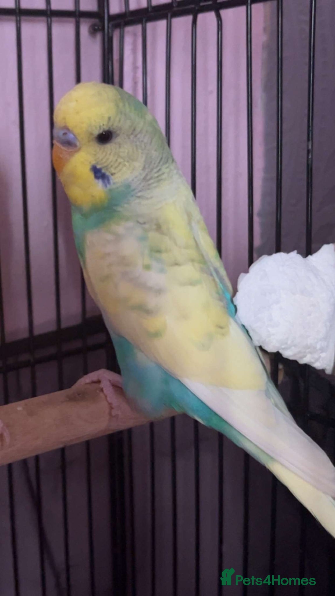 Budgerigars birds 4 month old budgie  - Advert 10