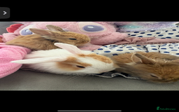 Mini Lop rabbits for sale: Mini Lop/Lion Lop babies - Image 9