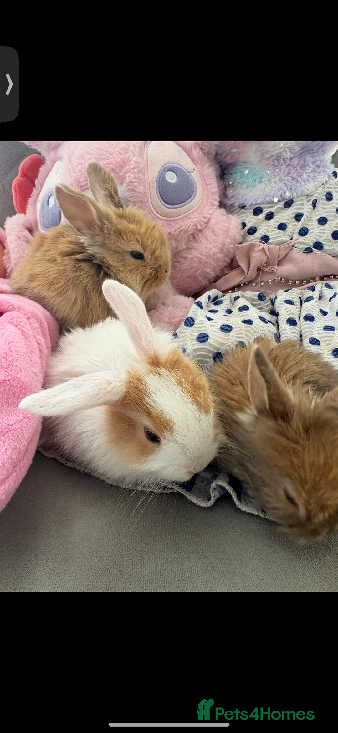 Mini Lop rabbits for sale: Mini Lop/Lion Lop babies - Image 9
