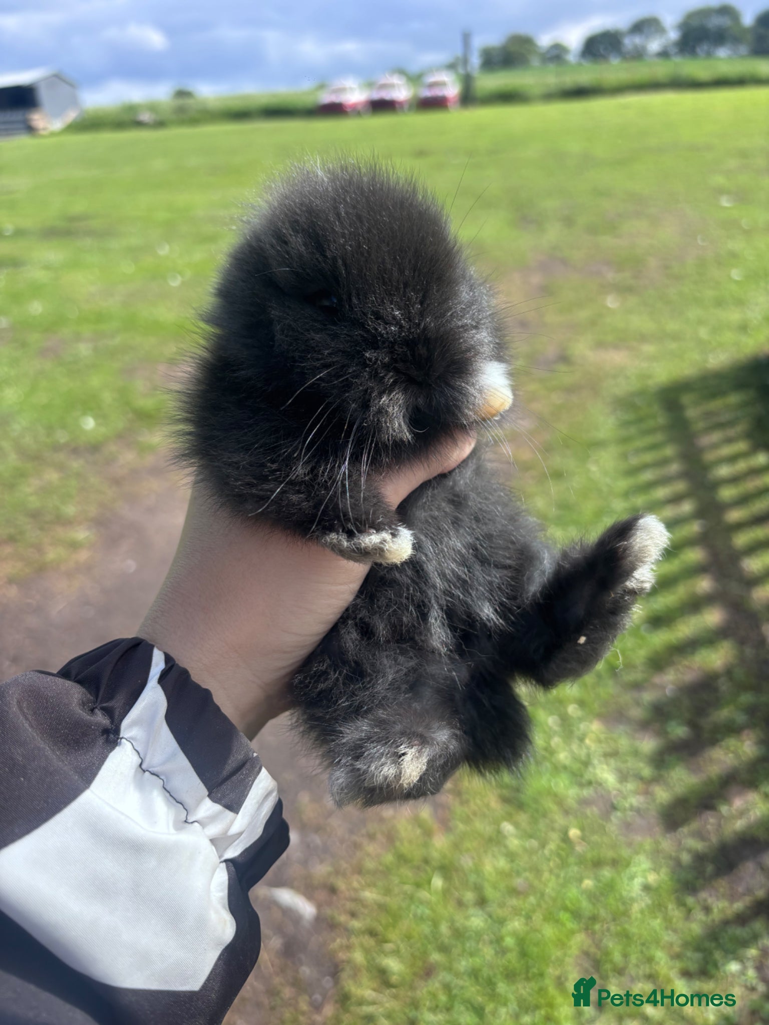 Lionhead rabbits for sale: Stunning lion head bunnies for sale  - Advert 12