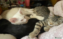 British Shorthair cats for sale:  4 Lovely Little One's - Image 5