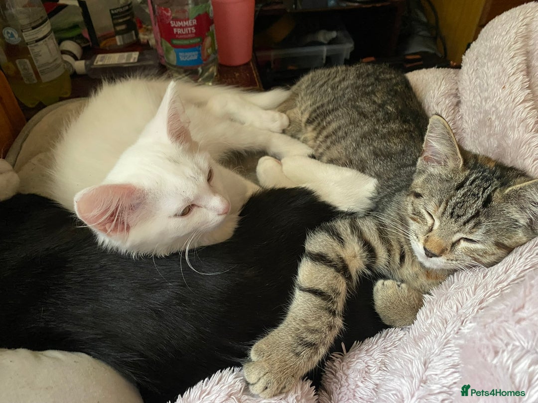 British Shorthair cats for sale:  4 Lovely Little One's - Image 5