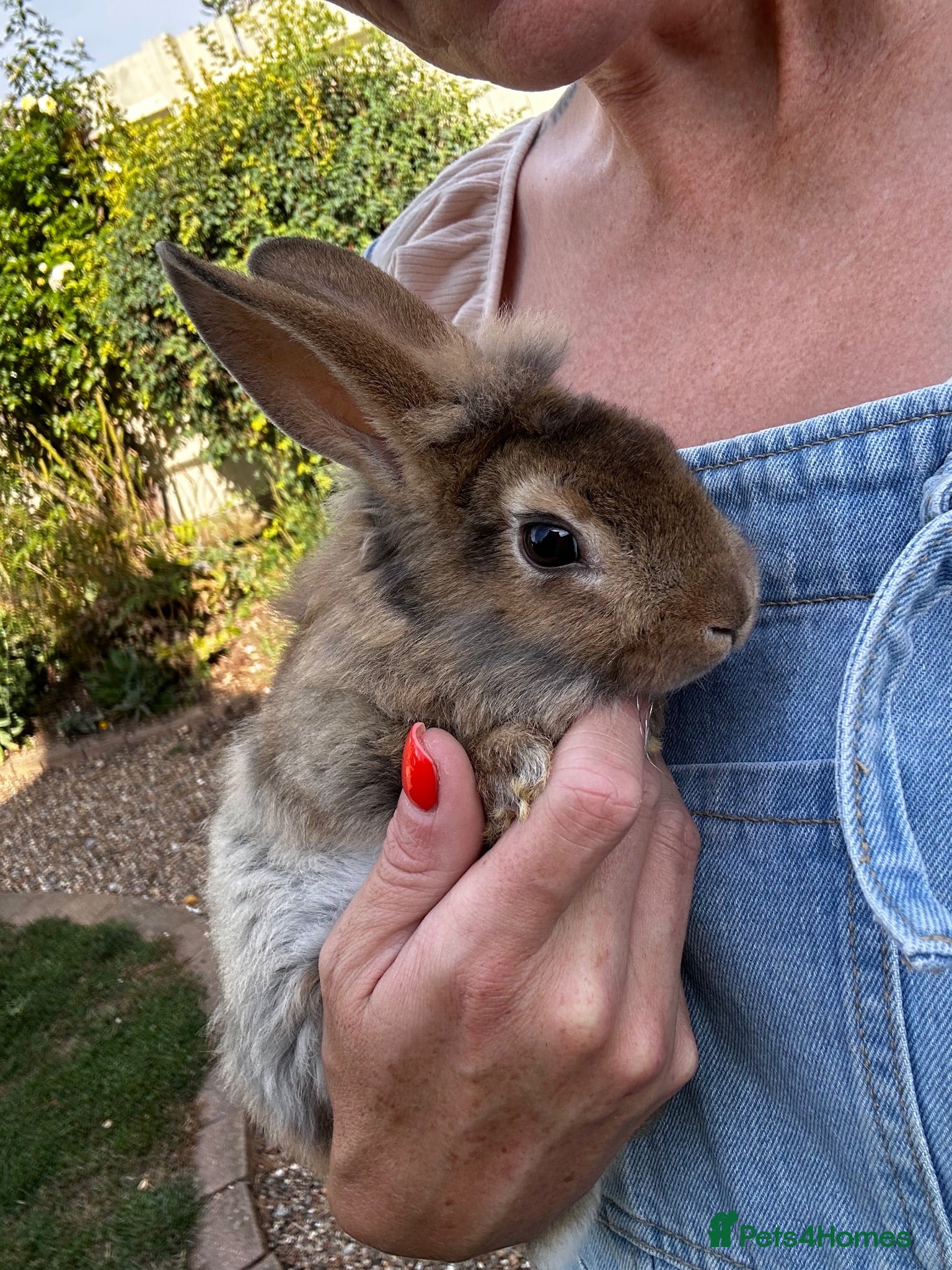 Lionhead rabbits Various Lionhead rabbit babies £45 each - Advert 2