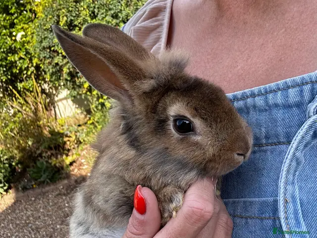 Lionhead rabbits Various Lionhead rabbit babies £35 each - Advert 2