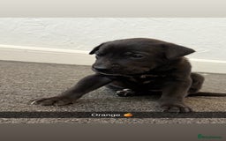 Mixed Breed dogs for sale: Great Dane X German Shepherd’s  - Image 19
