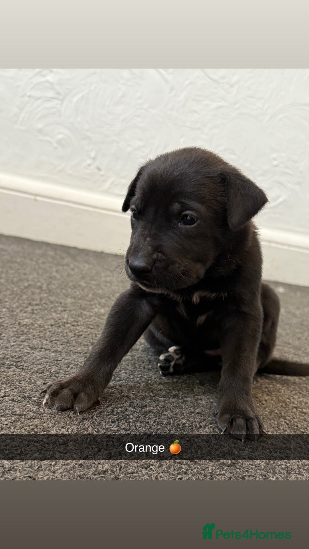 Mixed Breed dogs for sale: Great Dane X German Shepherd’s  - Image 19