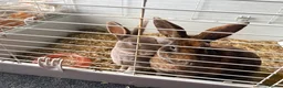 Rex rabbits for sale: 2 male mini Rex rabbits for sale  - Advert 6