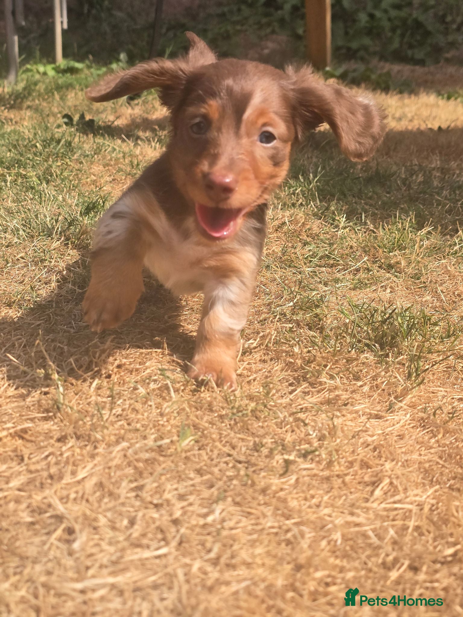 Miniature Dachshund dogs Beautiful Longhair Miniature Dachshund girl - Advert 13
