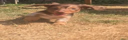 Miniature Dachshund dogs for sale: Ready Now  - Advert 11