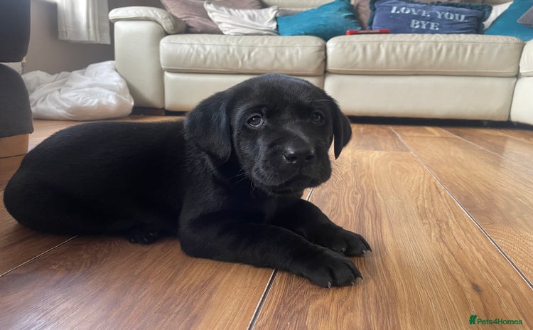 Labrador Retriever dogs - Advert 1