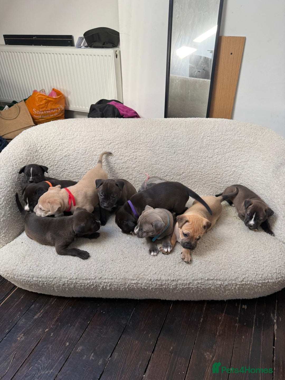 Mixed Breed dogs for sale: Beautiful mix staffy available  - Image 4