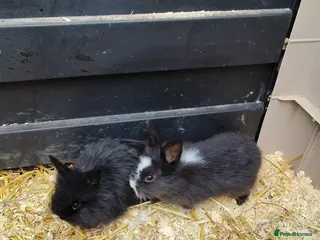 Lionhead rabbits baby lion heads - Advert 1