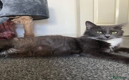 Mixed Breed cats for sale: Kitten  - Image 5