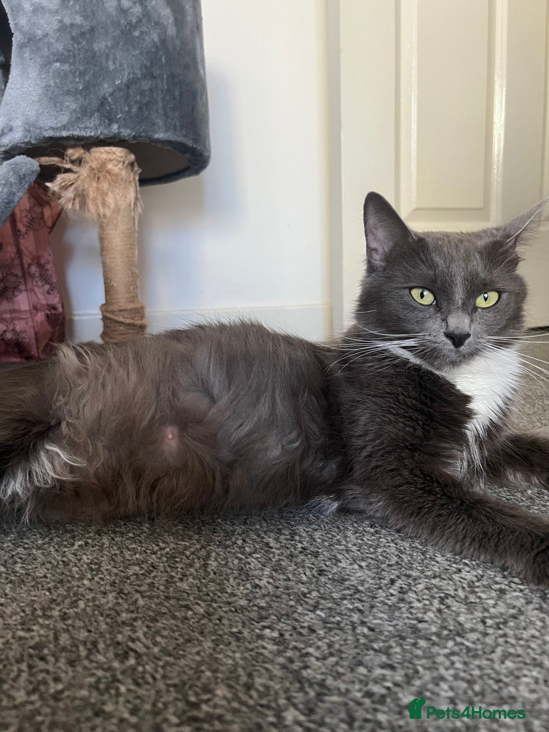 Mixed Breed cats for sale: Kitten  - Image 5