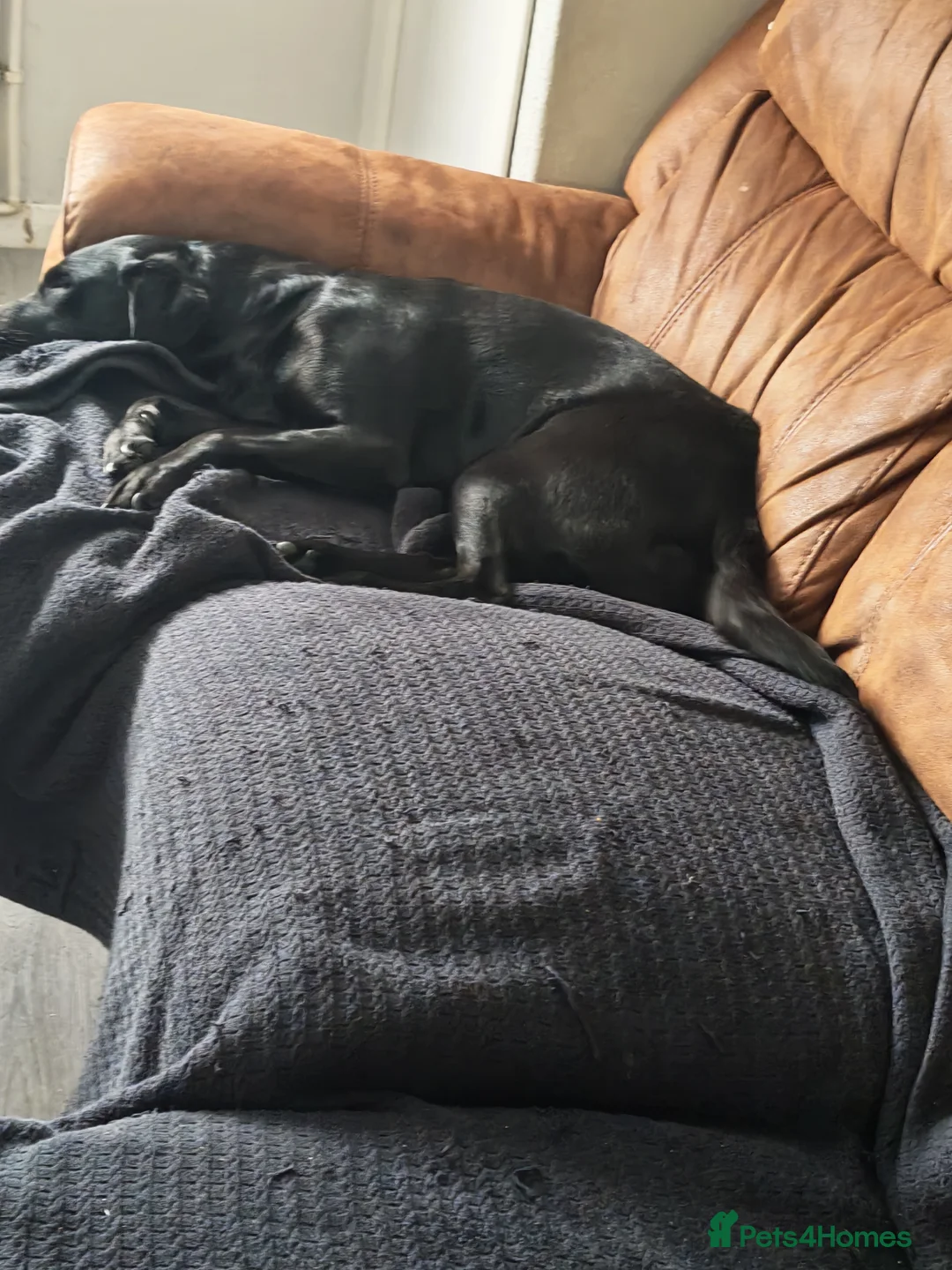 Labrador Retriever dogs for sale: Bella - Advert 2