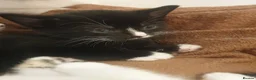 Mixed Breed cats for sale: Sweet Kittens Raised with Love and Children - Advert 25