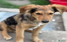 Mixed Breed dogs for adoption: JASPER - a Superb Puppy Boy, for a Loving Home - Image 26