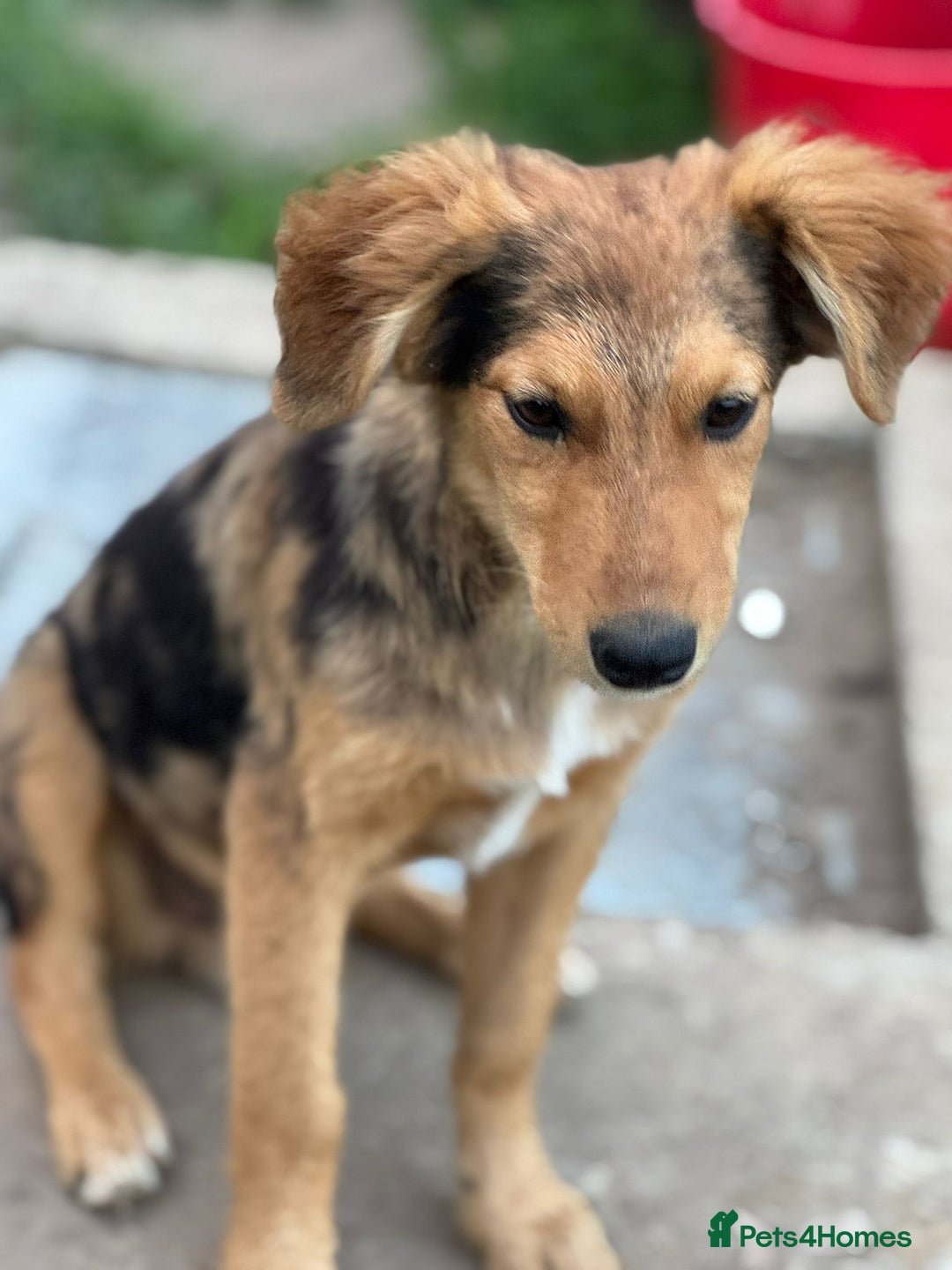Mixed Breed dogs for adoption: JASPER - a Superb Puppy Boy, for a Loving Home - Image 26