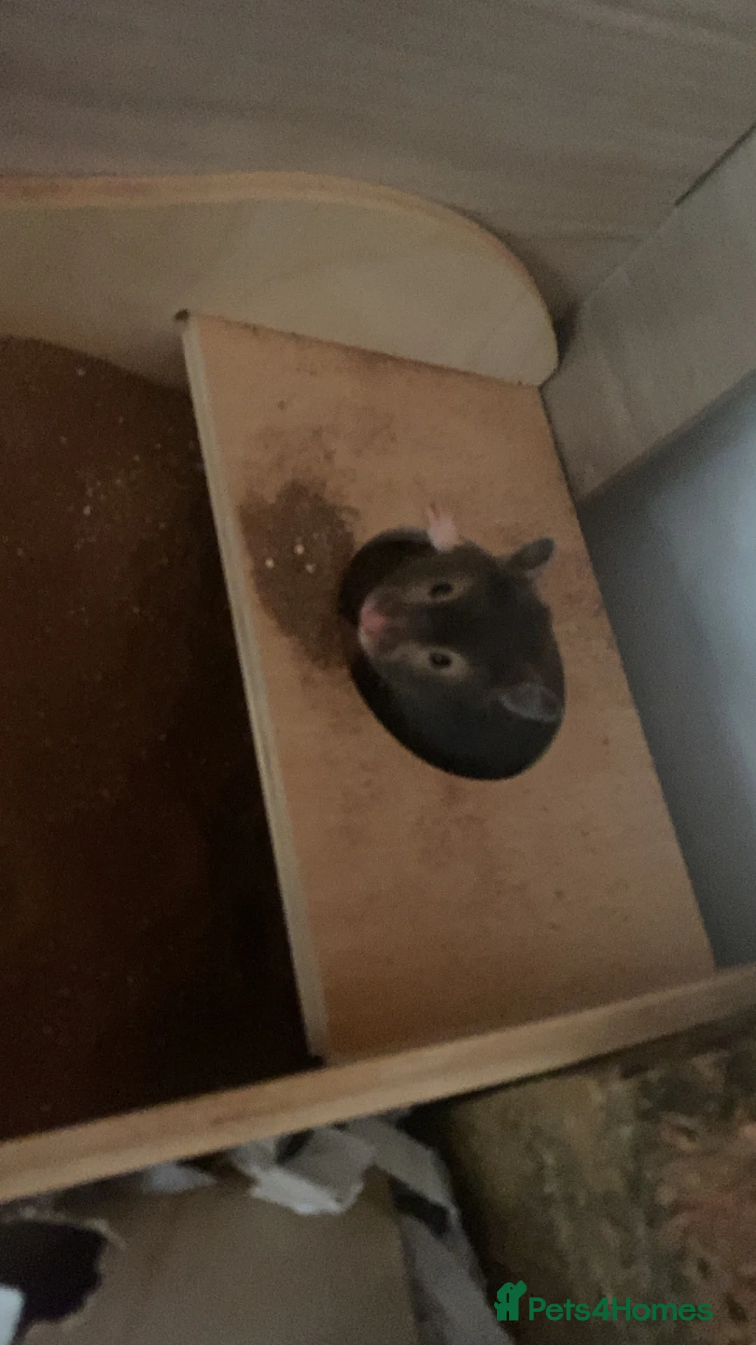 Hamster rodents for sale: Female siriyan hamster  - Advert 4