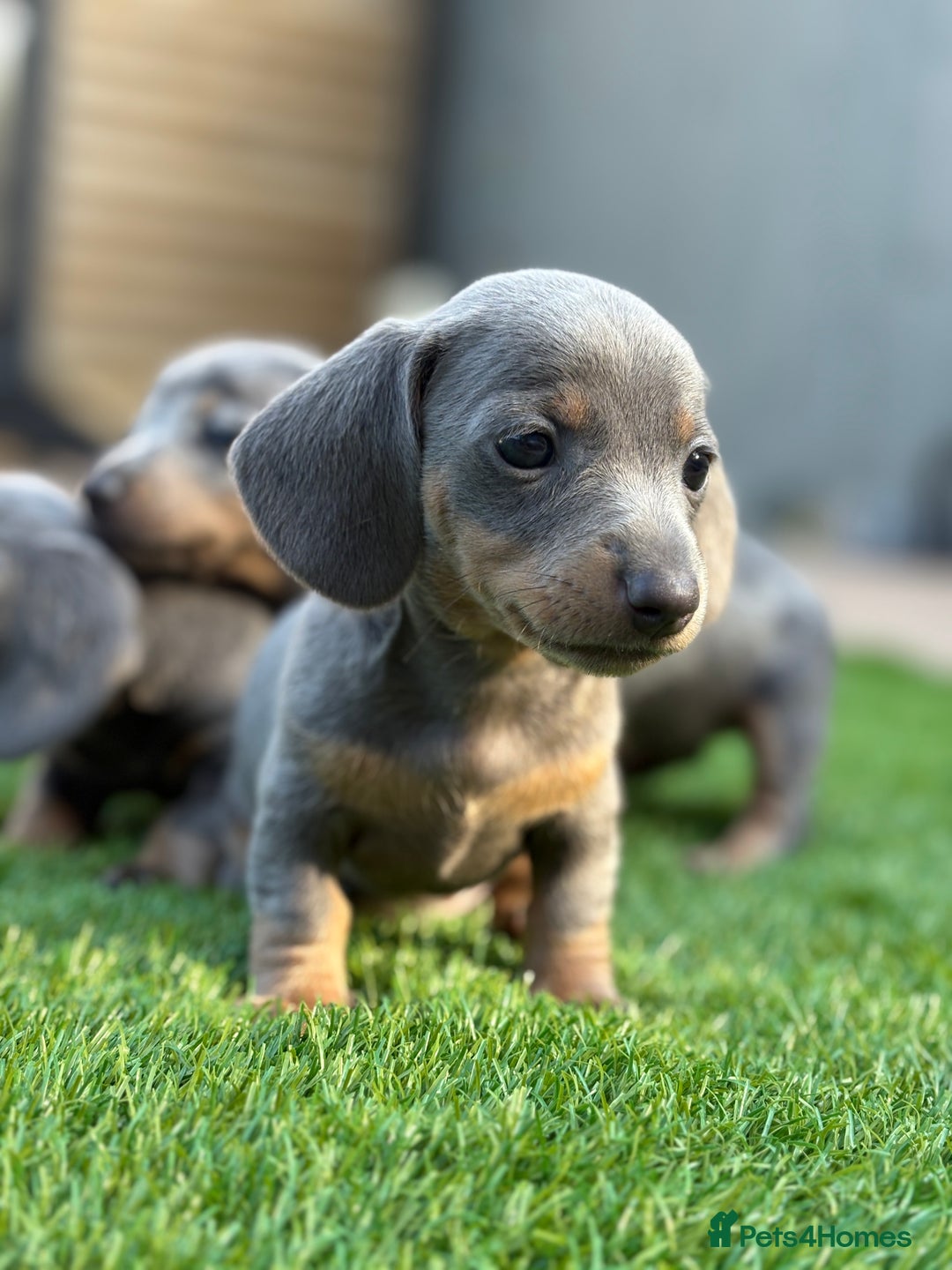 Miniature Dachshund dogs for sale: 🐾 stunning Miniature dachshund pups🐾  - Image 10