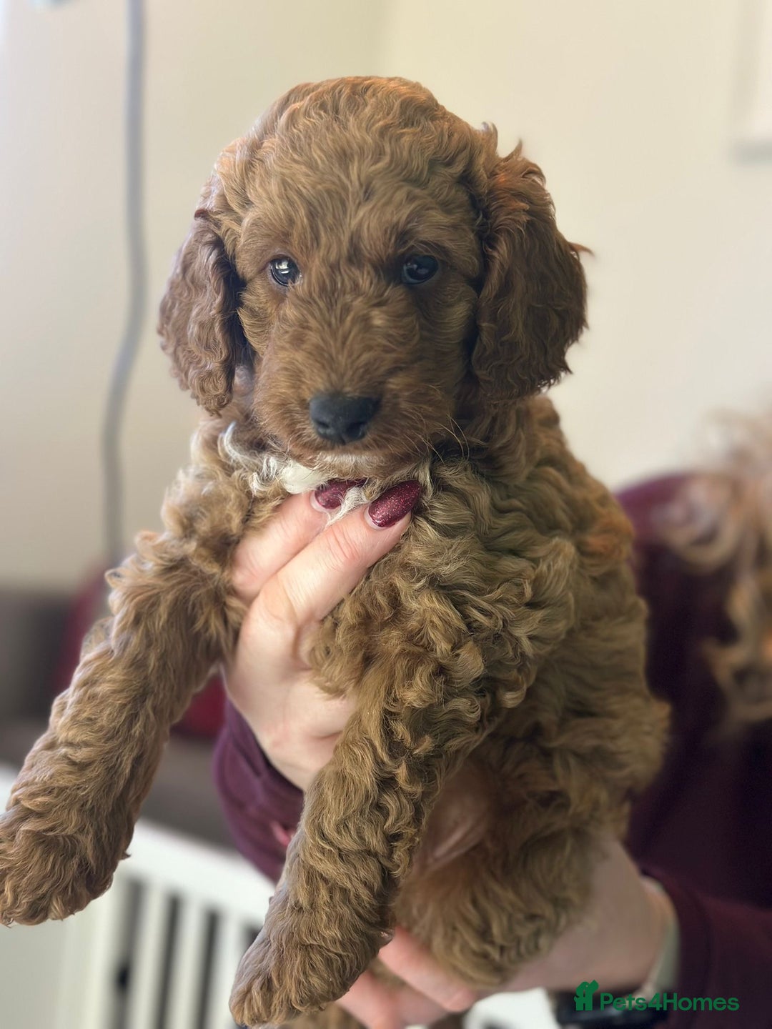 Cockapoo dogs for sale: Beautiful Cockapoo, looking for his forever home.  - Advert 8