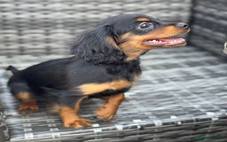 Cavapoo dogs for sale: Cavapoo rare black &tan health tested  - Image 13