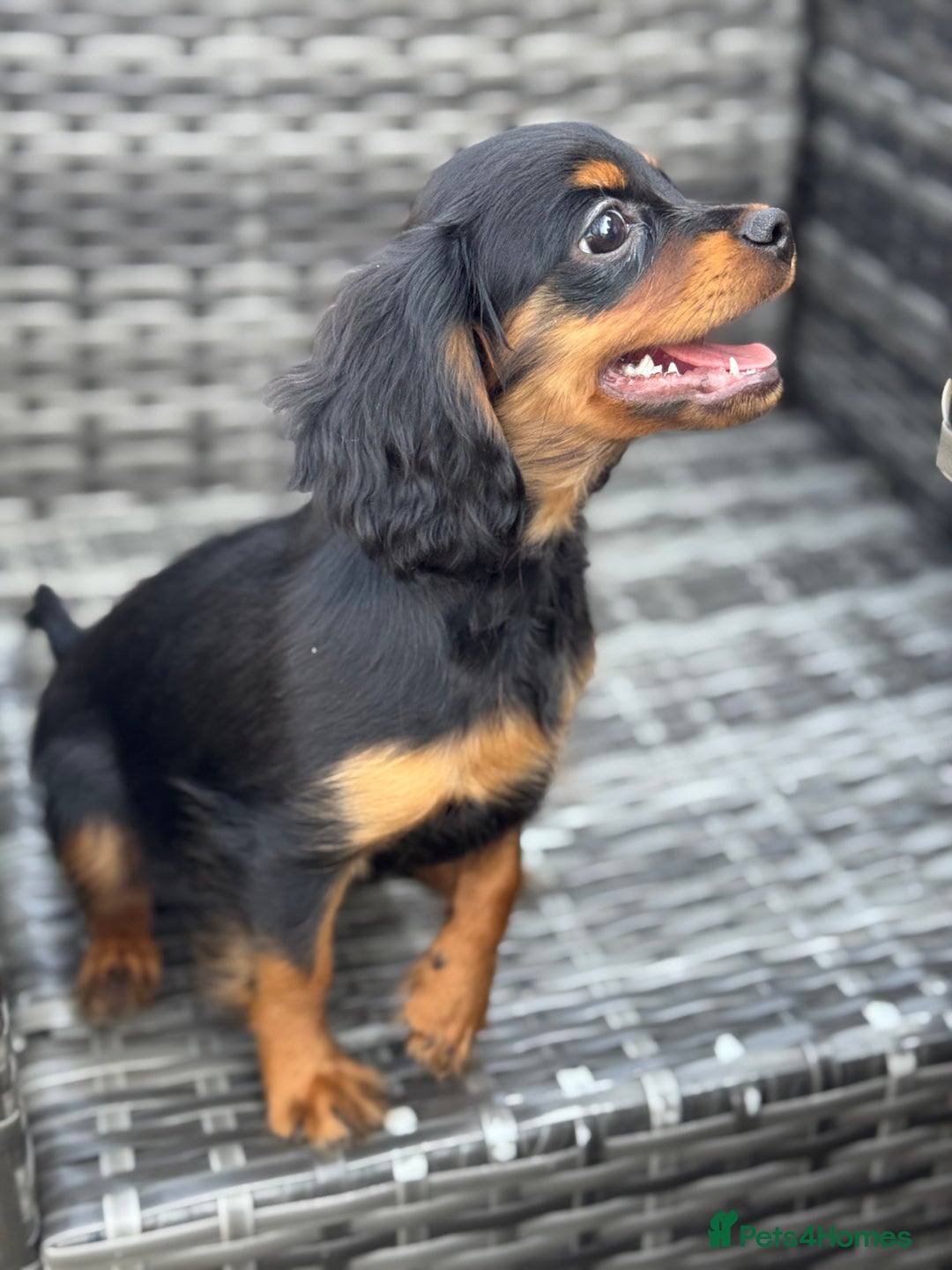 Cavapoo dogs for sale: Cavapoo rare black &tan health tested  - Image 13