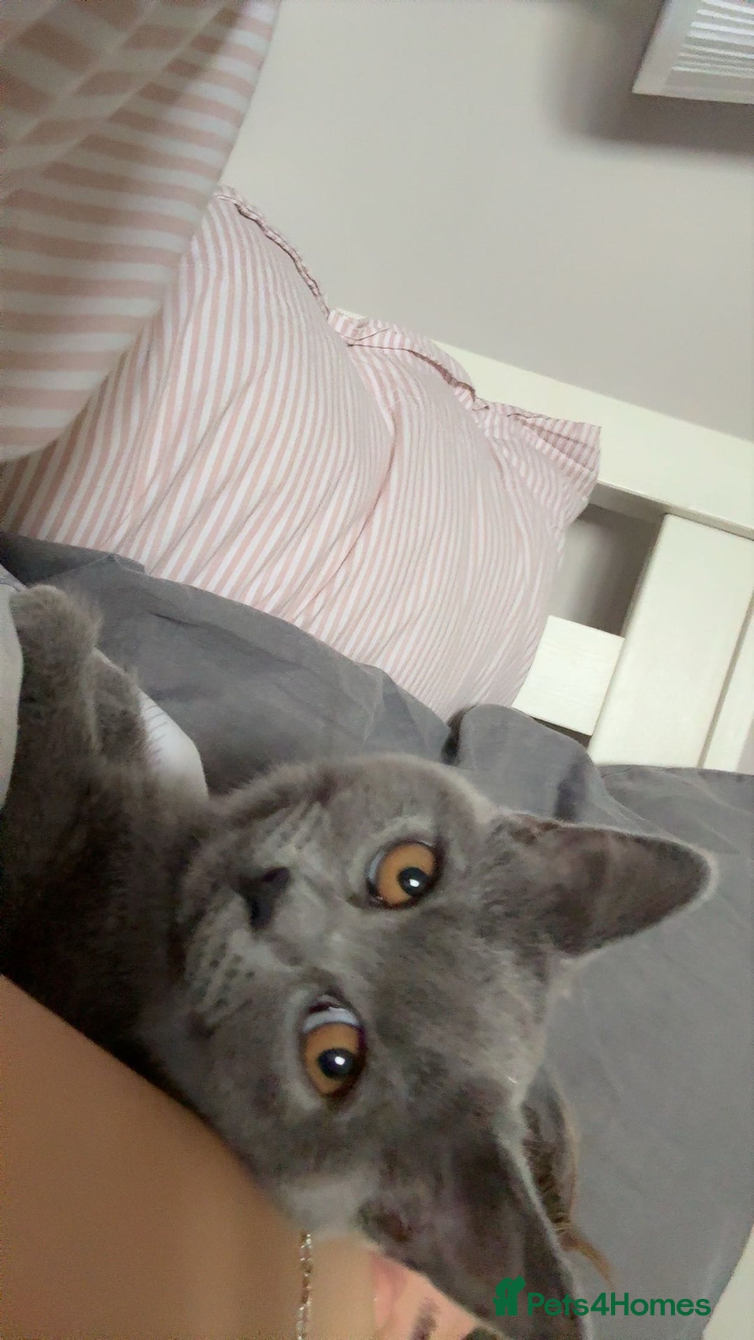 British Shorthair cats for sale: British shorthair kitten - Mochi  - Advert 4