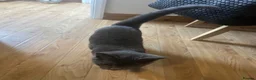 Mixed Breed cats for sale: Female Mixed-Breed  - Advert 4